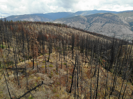 a forest ravaged by fire blackened trunks and leafless branches, aerial shot