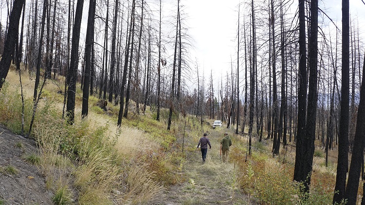 A BC forest ravaged by fire. The blackened trunks and leafless branches. Reforestation project.